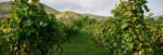 Wandering through Georgia's lush vineyards. Photo credit: Ia Tabagari
