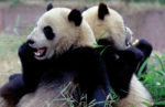 Everyone's favorite adorable mascots - giant pandas of China. Photo credit: China National Tourist Office.