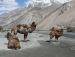 Camels near Langar, across the river/border from Afghanistan. Photo credit: Jake Smith