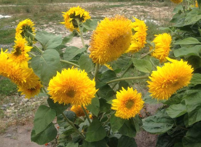Why is the Sunflower the National Flower of Ukraine?