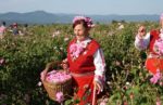 The Valley of Roses in Kazanlak, Bulgaria. Photo credit: Devin Connolly
