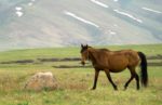 A horse near the Tien Shan mountains. Photo credit: Andra Artemova