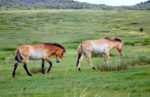 Tahki horses at Hustaiin Nuruu National Park. Photo credit: Ana Filonov.