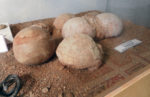 Dinosaur Eggs in National History Museum, Ulaanbaatar (Mongolia). Photo credit: Martin Klimenta