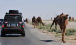 Driving past camels on an epic expedition by Land Rover. Photo credit: Russ Cmolik & Ellen Cmolik