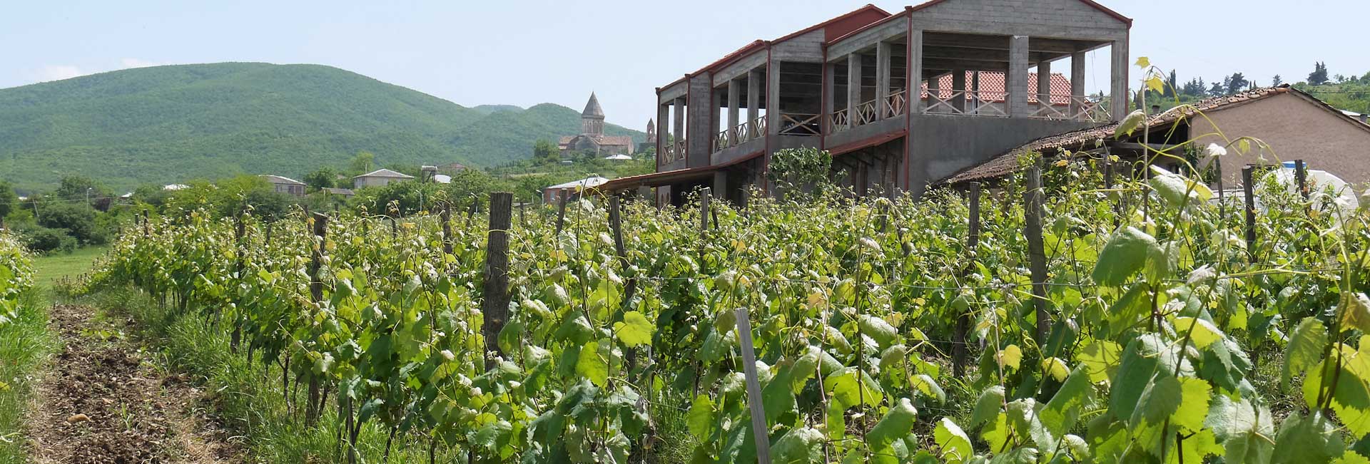 Vineyard for Pheasants Tears Winery in Georgia. Photo credit: Martin Klimenta.