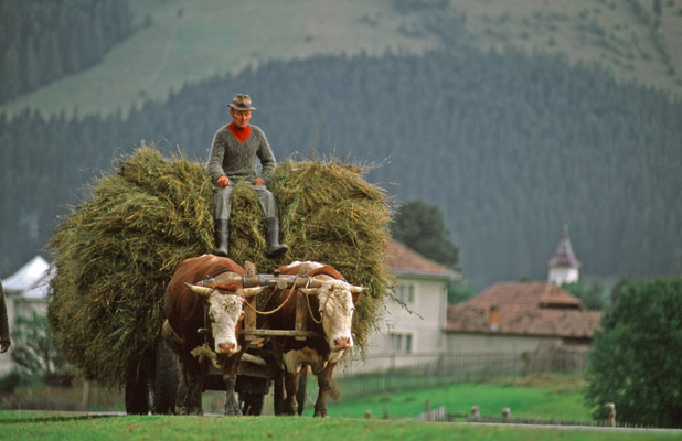 Traditional methods of farming and harvesting are preserved in Romania. Photo credit: Peter Guttman