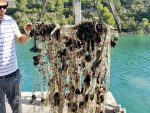 Pulling oysters up from the sea near Ston, Croatia. Photo credit: Lisa Peterson