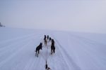 The view from the driver's seat on a dog sled ride. Photo credit: Douglas Grimes