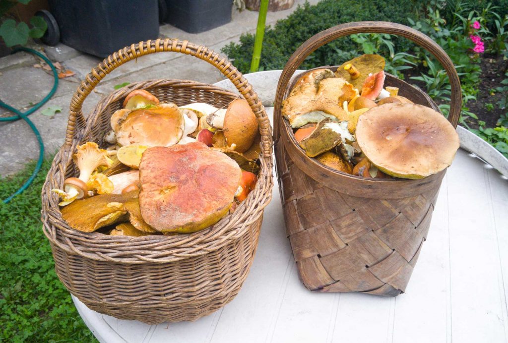 More than four hundred edible varieties of mushrooms are found in Lithuanian forests.