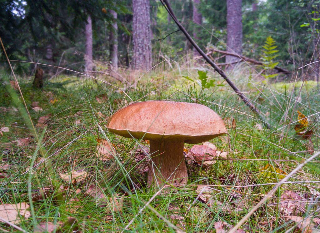 Mushroom-picking is undoubtedly one of Lithuanians’ favorite activities. 