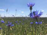 Cornflowers are national symbols of Belarus. Photo credit: Katya Lapushynskaya