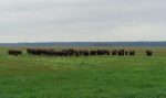A herd of bison at a wildlife jeep safari in the Ozyory reserve in the Grodno region of Belarus. Photo credit: Katya Lapushynskaya