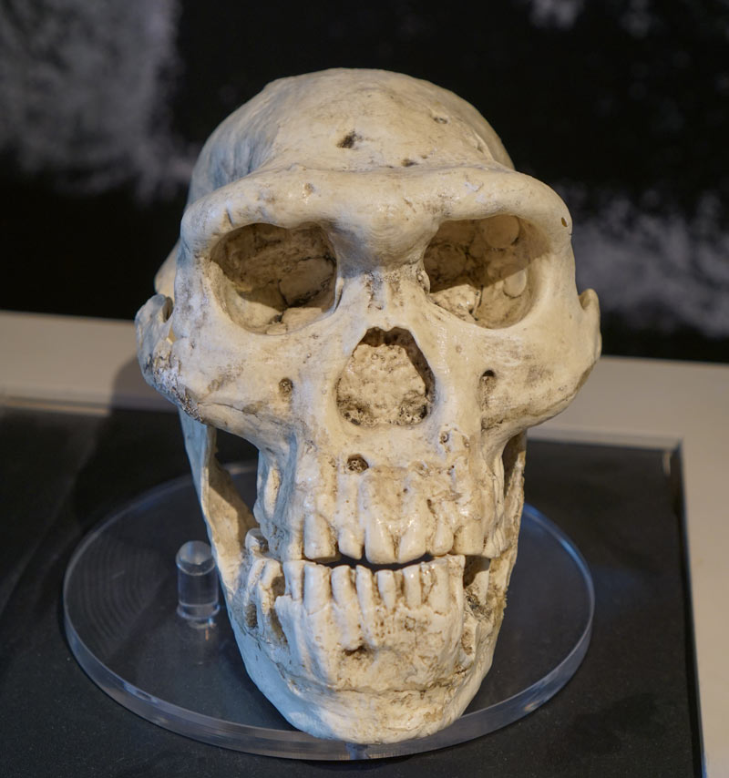 One of the five 1.8-million-year-old Homo erectus georgicus skulls unearthed at Dmanisi, Georgia. Photo credit: Martin Klimenta.