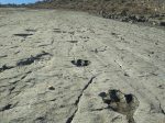 Dinosaur footprints at Kugitang Natural Park, Turkmenistan. Photo credit: Sapargylych Rahmanov