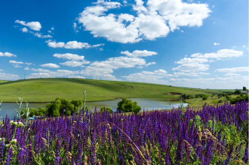 Cobusca Noua village lavender fields. Photo credit: Cobusca Noua Village