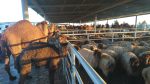 Camels at a local market in Ashgabat, Turkmenistan. Photo credit: Sapargylych Rahmanov