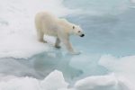 Breaking the ice with polar bears. Photo credit: Poseidon Expeditions