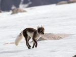 An Arctic Fox changing from its winter coat to its summer coat. Photo credit: Poseidon Expeditions