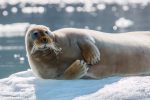 A bearded (and mustachioed) seal. Photo credit: Jonathan Zaccaria