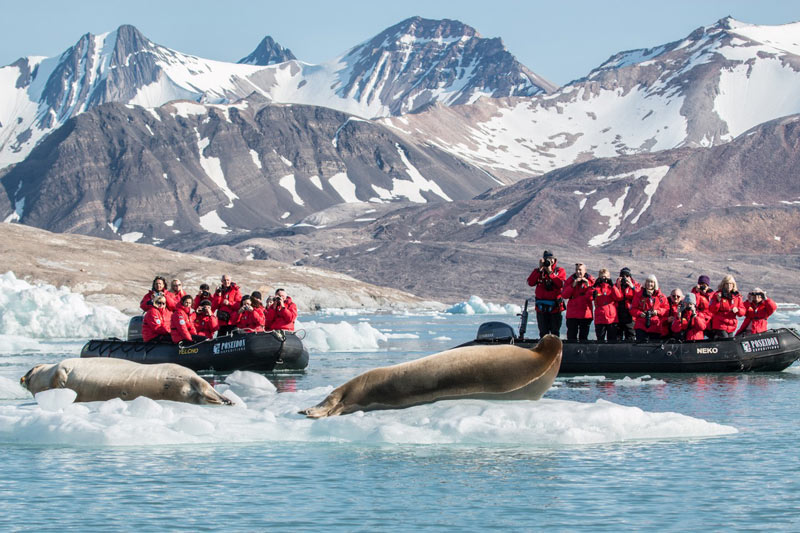 Lazy bearded seals pay no attention to travelers on an excursion by Zodiac. Photo credit: Jonathan Zaccaria