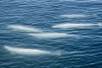 Ghostly Beluga whales swim the seas of Franz Josef Land. Photo credit: Jonathan Zaccaria