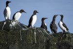 The common murre or common guillemot is a large auk in Franz Josef Land. Photo credit: Anthony Smith