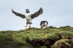 Puffins play leapfrog. Photo credit: Anthony Smith