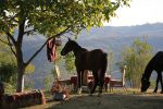 Horses at the Lost Ridge Inn in Qedeli, Georgia.