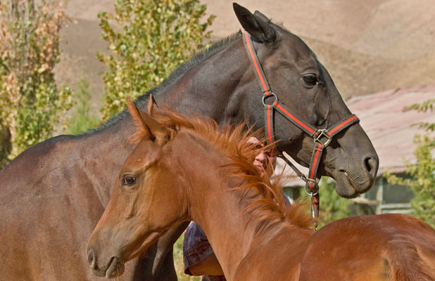 Akhal-Teke horses are praised as one of the world’s most beautiful horse breeds: metallic sheen, long legs and grace. Photo credit: Richard Fejfar