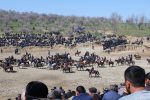 Experiencing a game of buzkashi in Uzbekistan. Photo credit: Tia Low