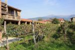 Napareuli Vineyard in the Kakheti region of Georgia. Photo credit: Ia Tabagari
