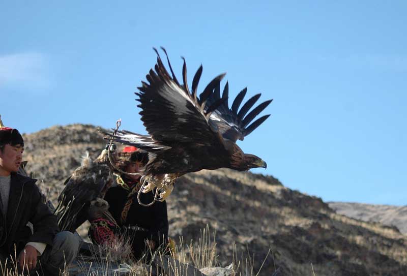 A golden eagle’s wingspan can reach six feet, flying at speeds up to 190 mph. Photo credit: Nomadic Expeditions