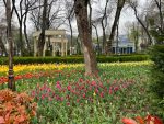It was Persian New Year when I arrived. Tulips EVERYWHERE! Photo credit: Dan Moore