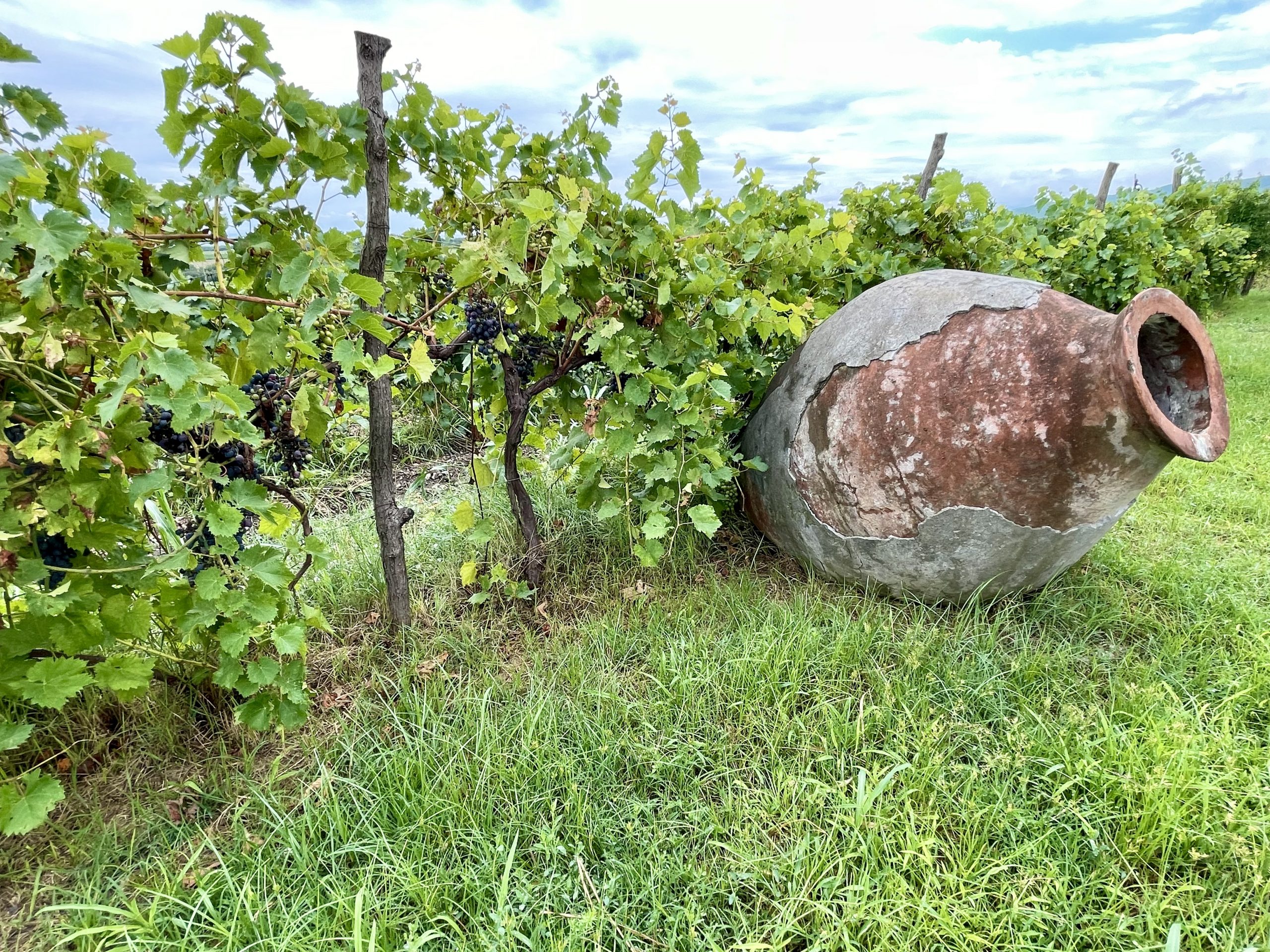Vineyard in Kakheti (Georgia, South Caucasus). Photo credit: Michel Behar