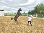 Akhal-Teke horse, Ashgabat, Turkmenistan.