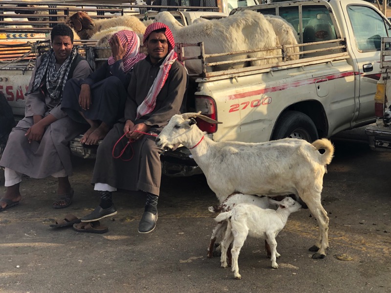 Camel Market in Buraydah. Photo credit: Douglas Grimes