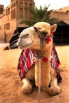 A Camel Resting in Al Ain