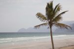 A Coconut Palm on an Omani Beach. Photo credit: Desert Adventures