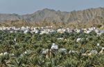 View of Nizwa from the Nizwa Fort