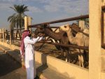 Camels at the Buraydah Livestock Market. Photo credit: Annie Lucas