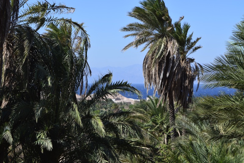Palms Along the Gulf of Aqaba, Near the Future Site of Neom. Photo credit: Douglas Grimes