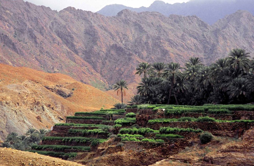 Scenic view of greenery in the mountainous area in Oman