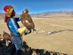 An eagle hunter prepares his bird to soar down to the waiting handler.