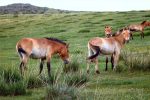 Takhi horses in Hustaiin Nuruu National Park.