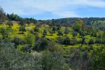 Forested terrain near Ajloun. Photo credit: Jordan Tourism Board
