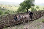 A Kurdish farmer plowing with oxen. Photo credit: Explore Mesopotamia