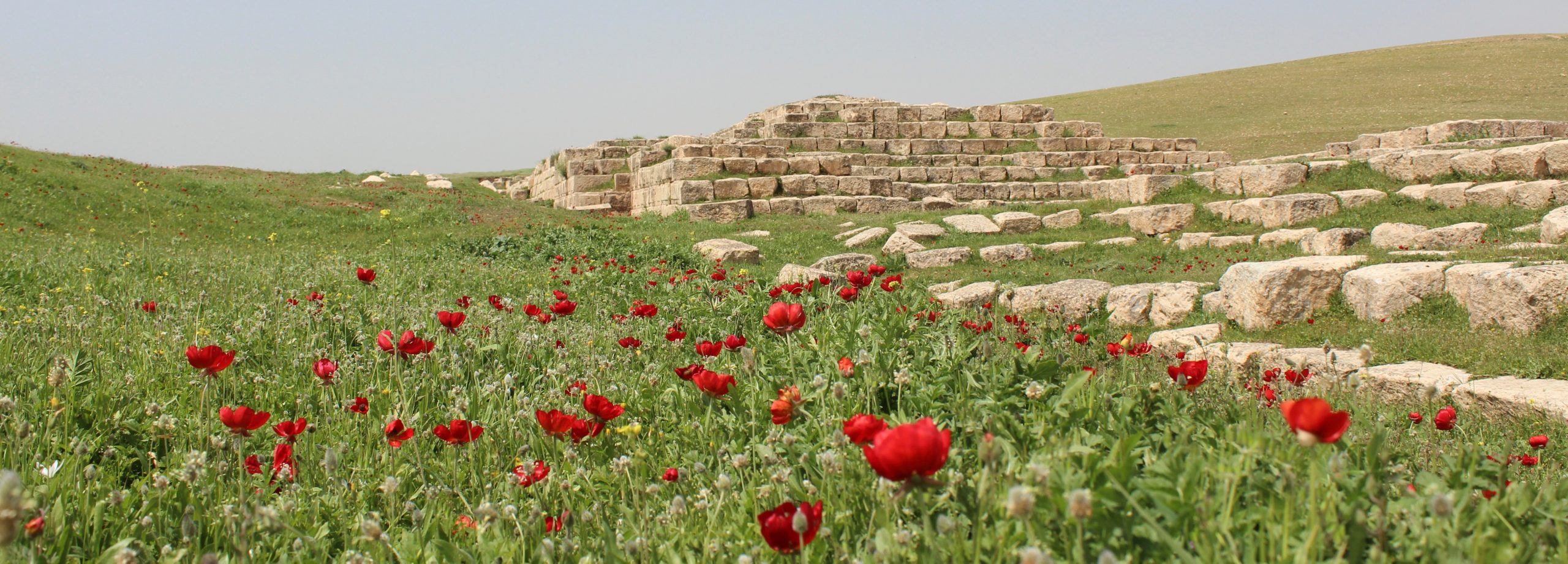 Poppies in front of the Assyrian Jerwan Aqueduct. Photo credit: Explore Mesopotamia