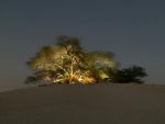 The Tree of Life - one of the region's only naturally growing trees. Photo credit: Tabish Firoz