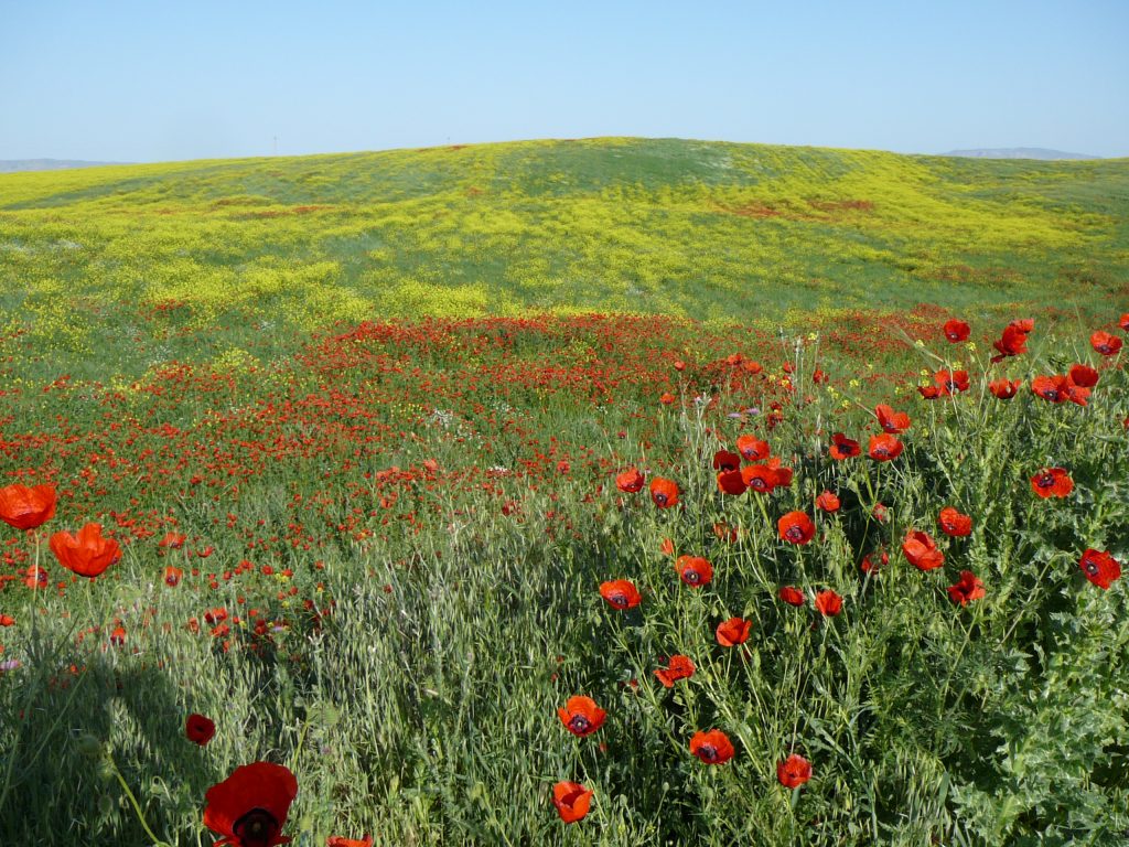 A field of poppies and other wildflowers in southern Tajikistan. Photo credit: Jake Smith
